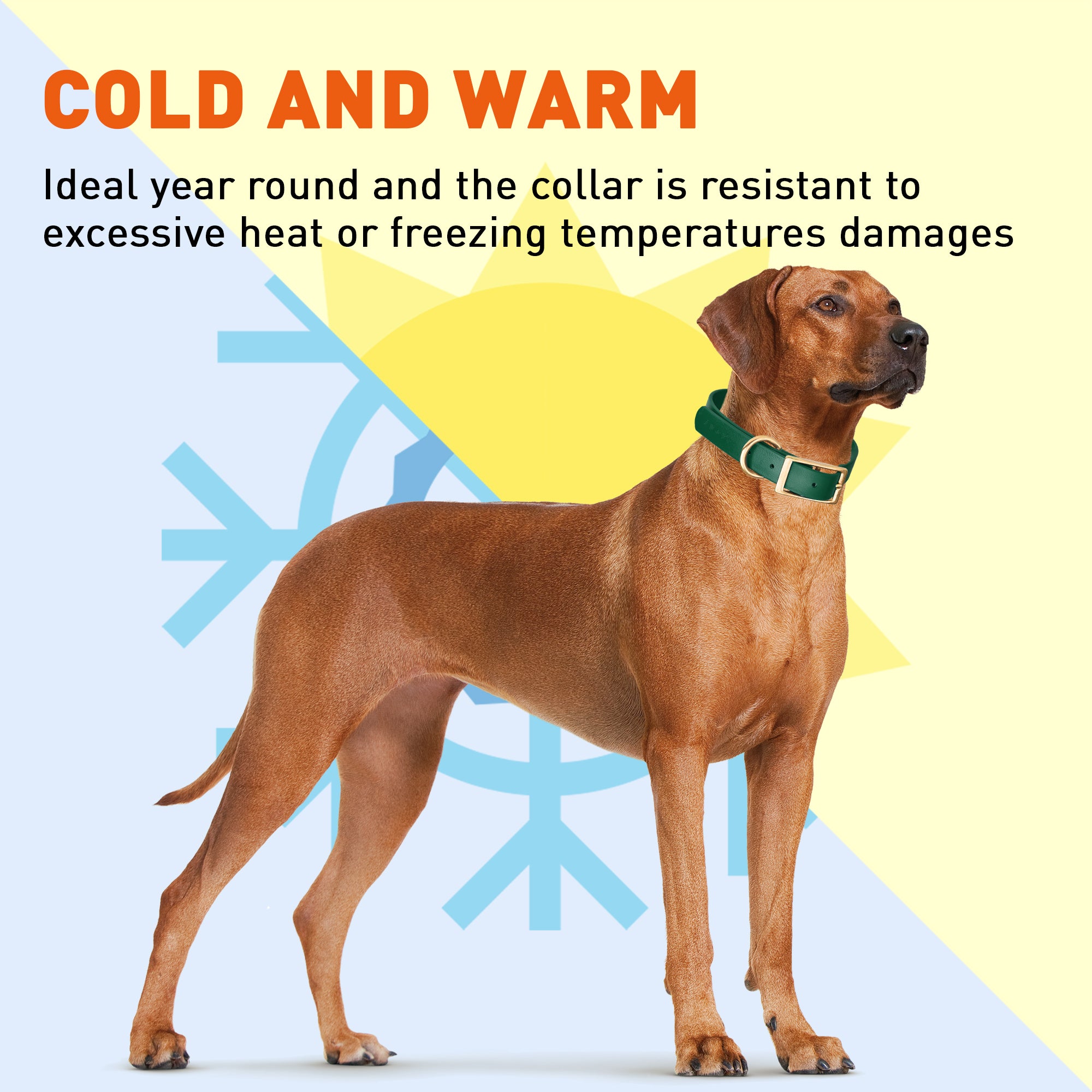 Viper Biothane Waterproof Dog Collar - Brass Hardware - 1.5in Wide, Size XL (20 to 24 inches)