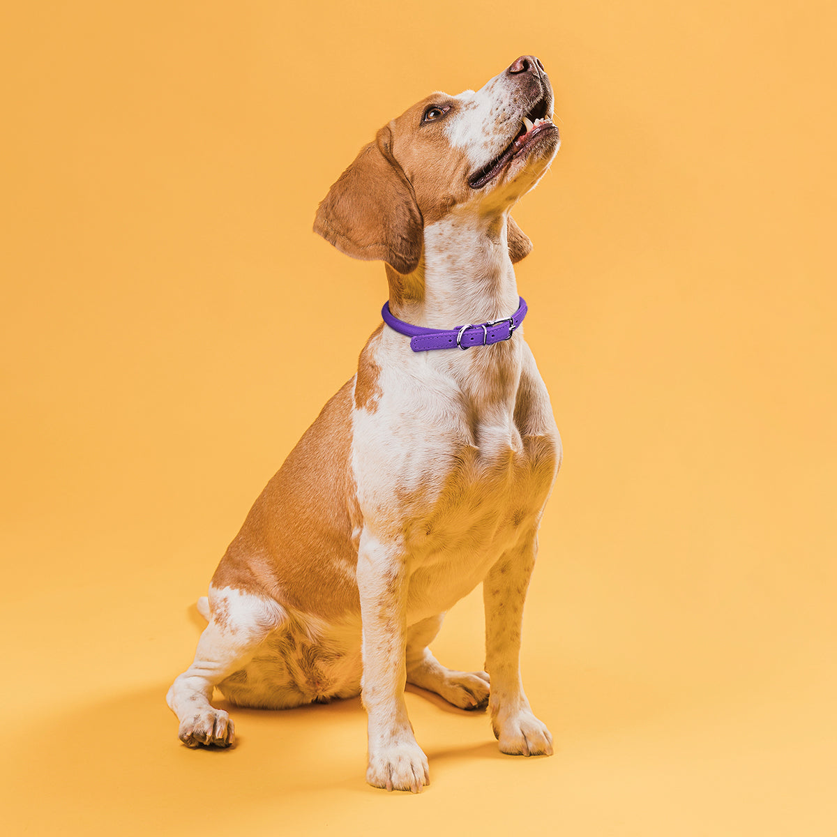 Dogline Soft Leather Round Dog Collar
