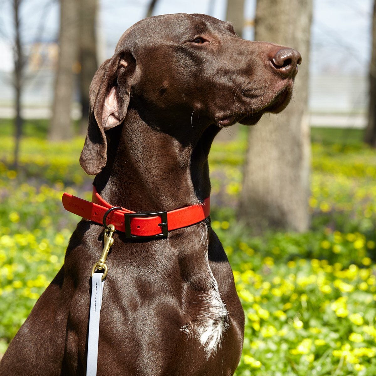 Biothane Working Dog Lead 4ft