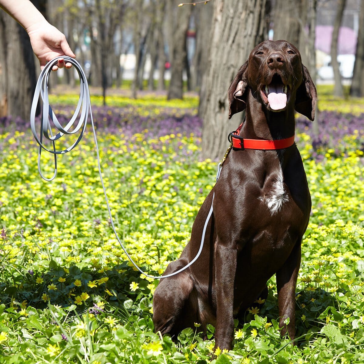 Biothane Working Dog Lead 6ft