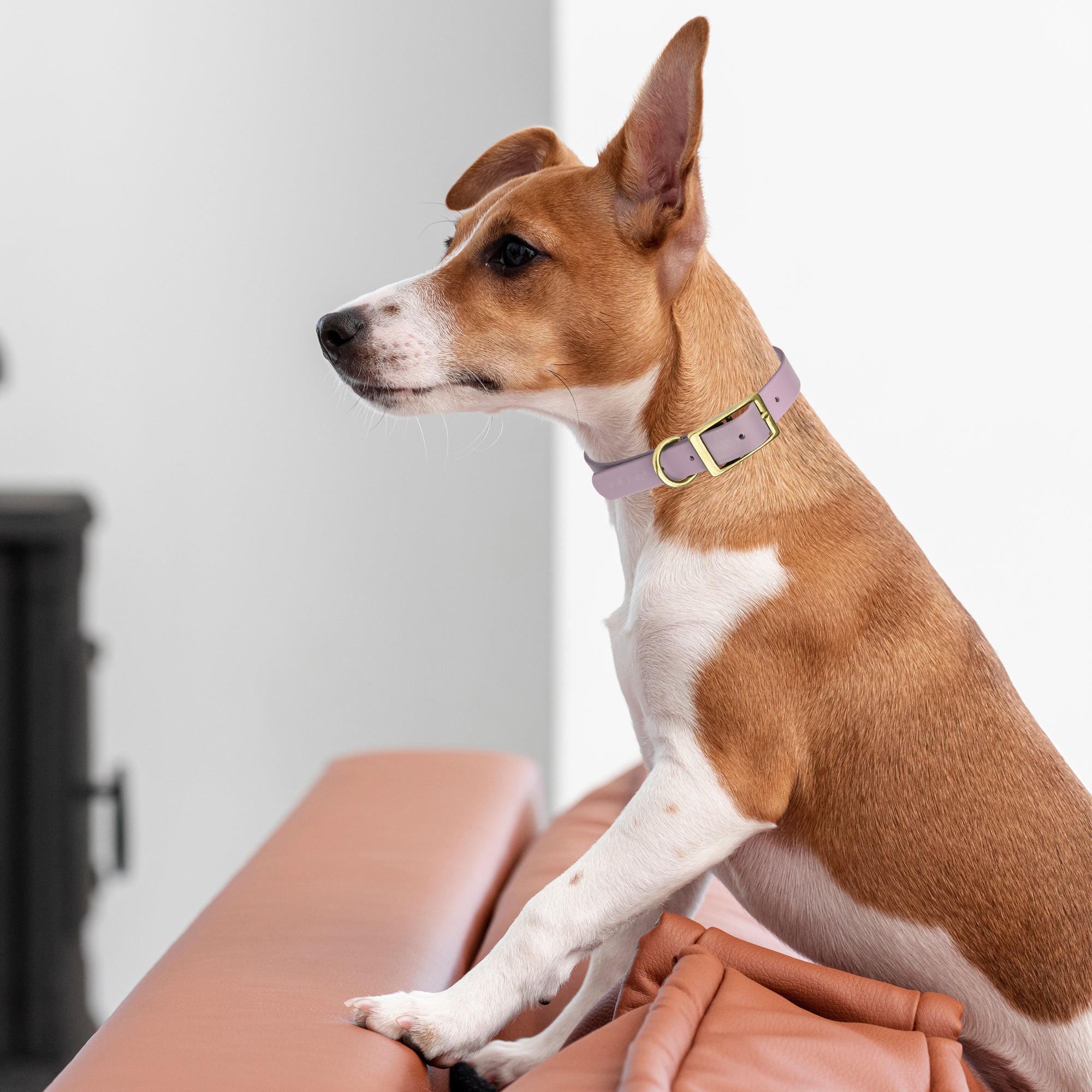 Viper Biothane Waterproof Dog Collar - Brass Hardware - Size M (15 to 18 inches)