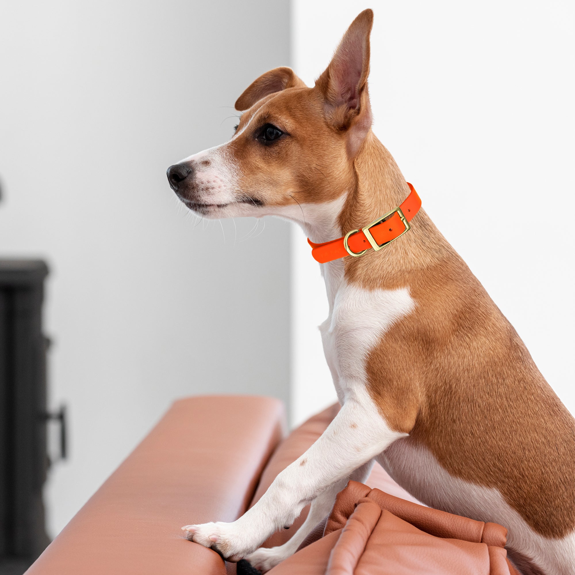 Viper Biothane Waterproof Dog Collar - Brass Hardware - 1.5in Wide, Size XL (20 to 24 inches)
