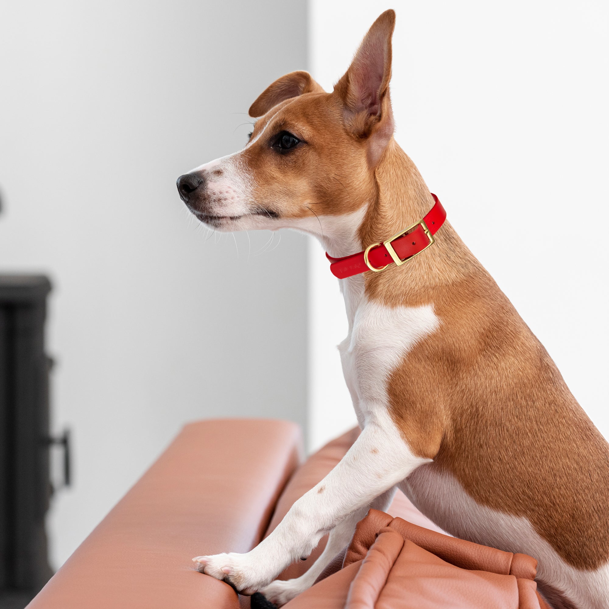 Viper Biothane Waterproof Dog Collar - Brass Hardware - Size S (12 to 15 inches)