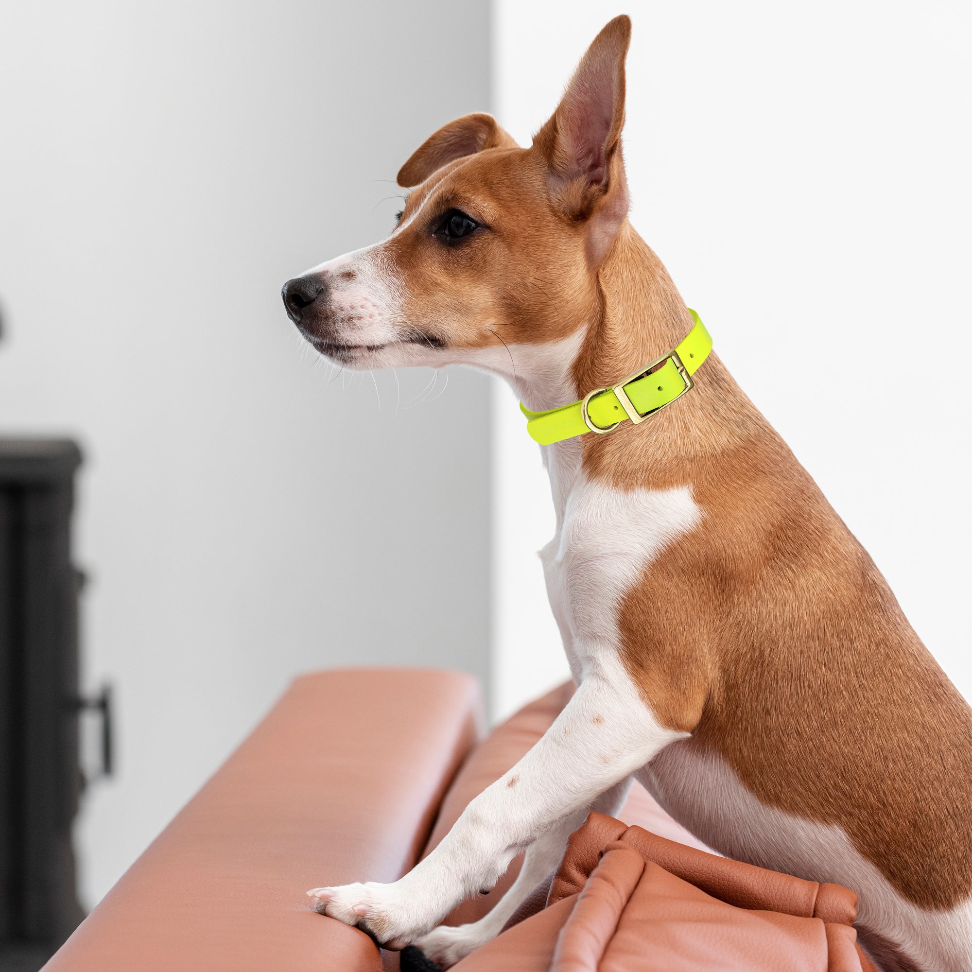 Viper Biothane Waterproof Dog Collar - Brass Hardware - Size XL (22 to 25 inches)