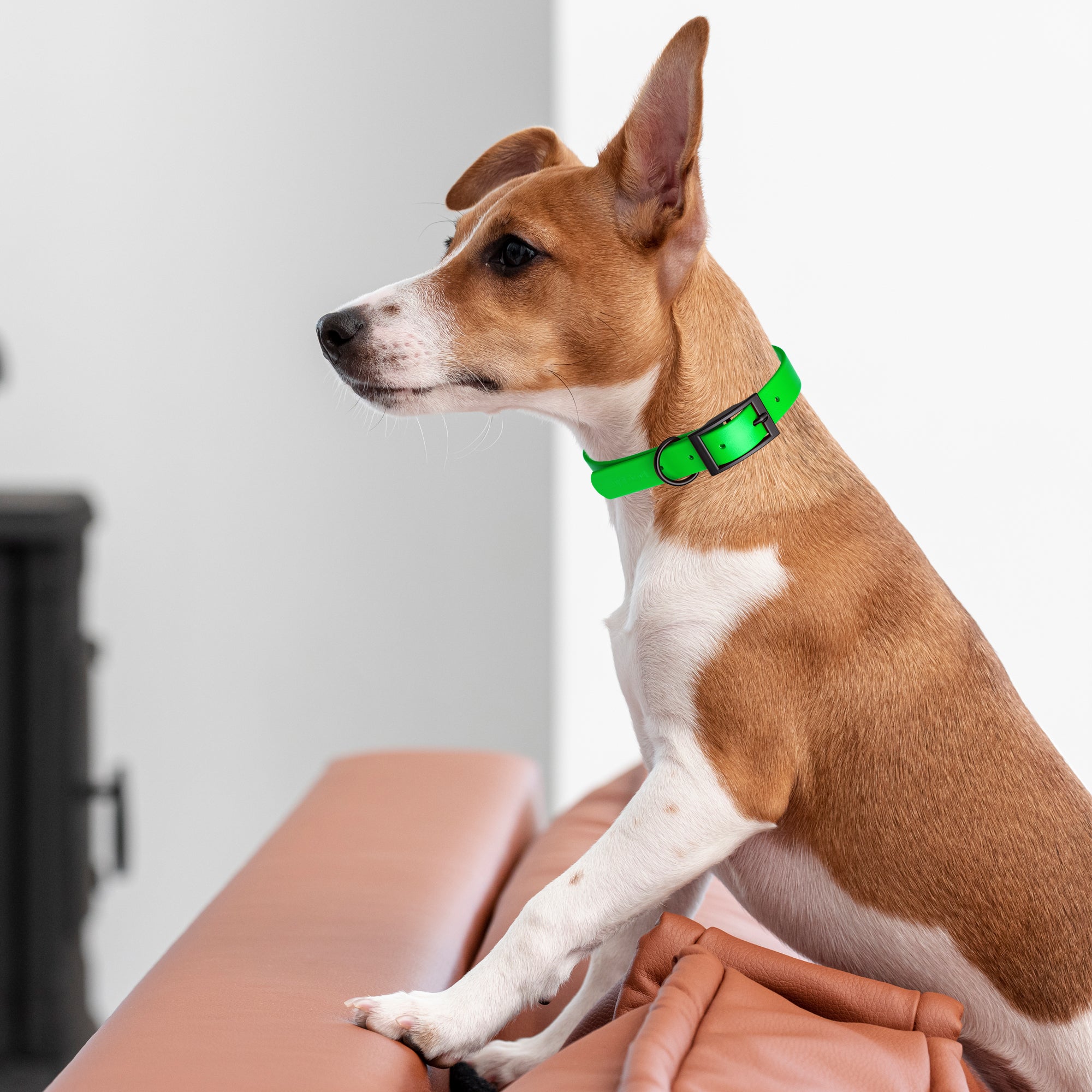 Dogline Biothane Waterproof Dog Collar with Black Hardware - Size L (18 to 22 inches)