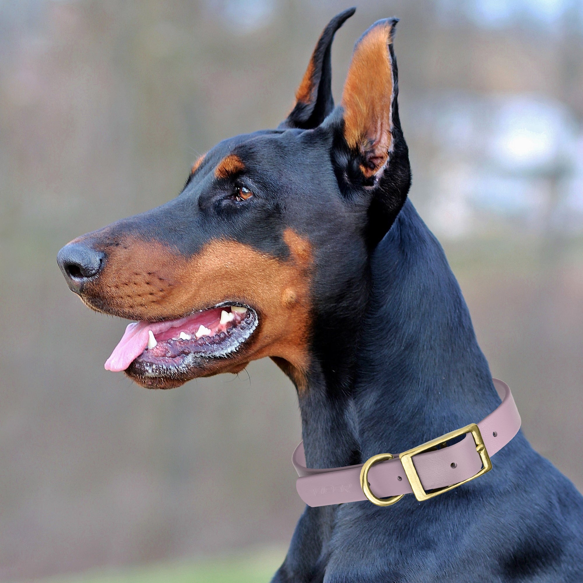 Viper Biothane Waterproof Dog Collar - Brass Hardware - Size XL (22 to 25 inches)