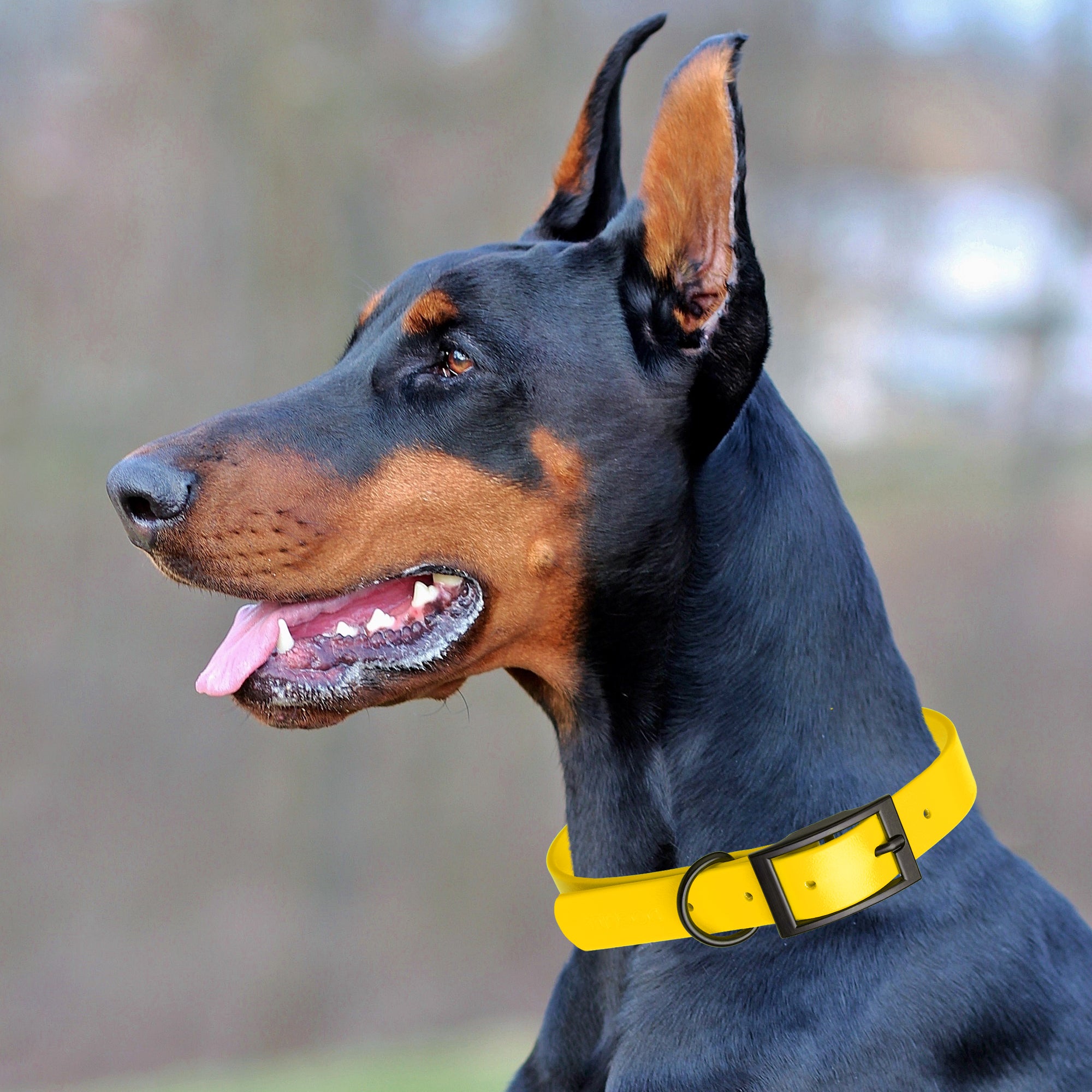 Dogline Biothane Waterproof Dog Collar with Black Hardware - Size XS (9 to 12 inches)