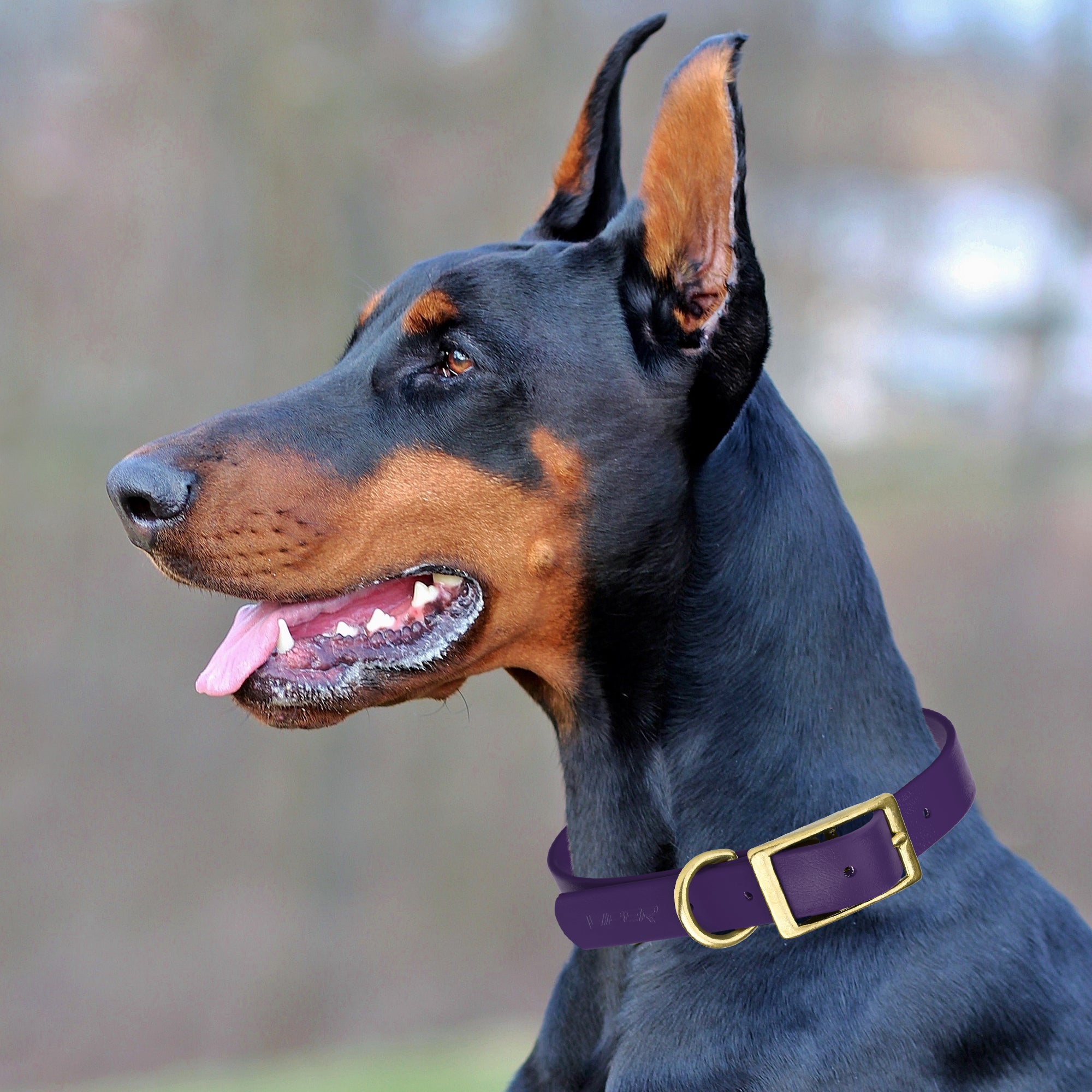Viper Biothane Waterproof Dog Collar - Brass Hardware - Size S (12 to 15 inches)