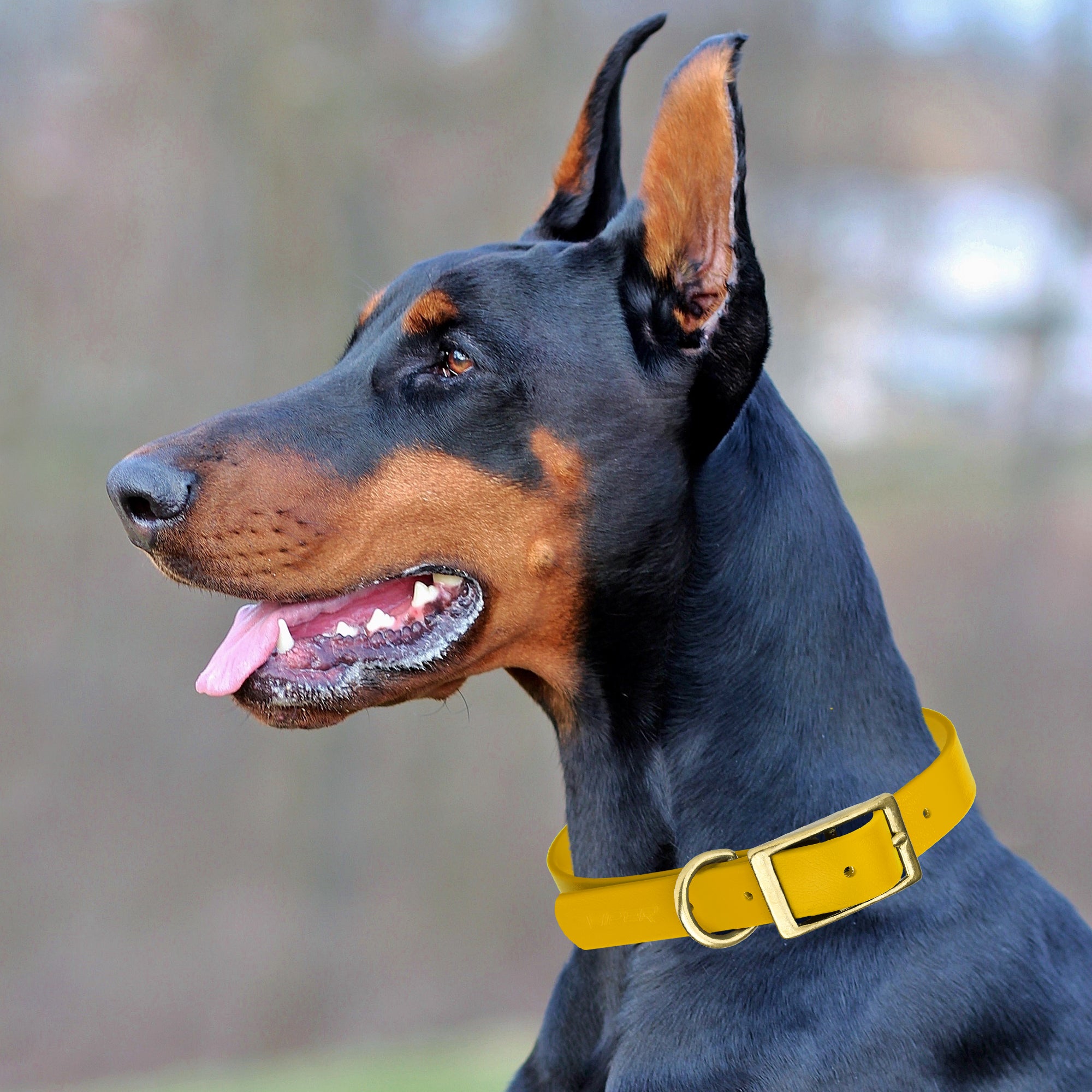 Viper Biothane Waterproof Dog Collar - Brass Hardware - Size L (18 to 22 inches)