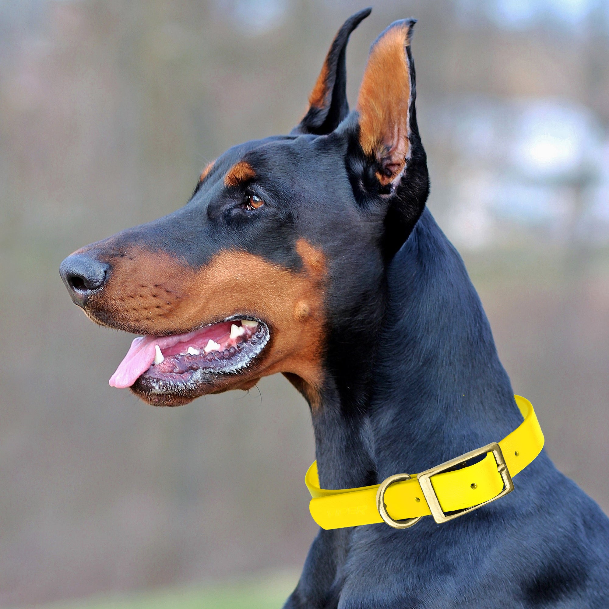 Viper Biothane Waterproof Dog Collar - Brass Hardware - Size XS (9 to 12 inches)
