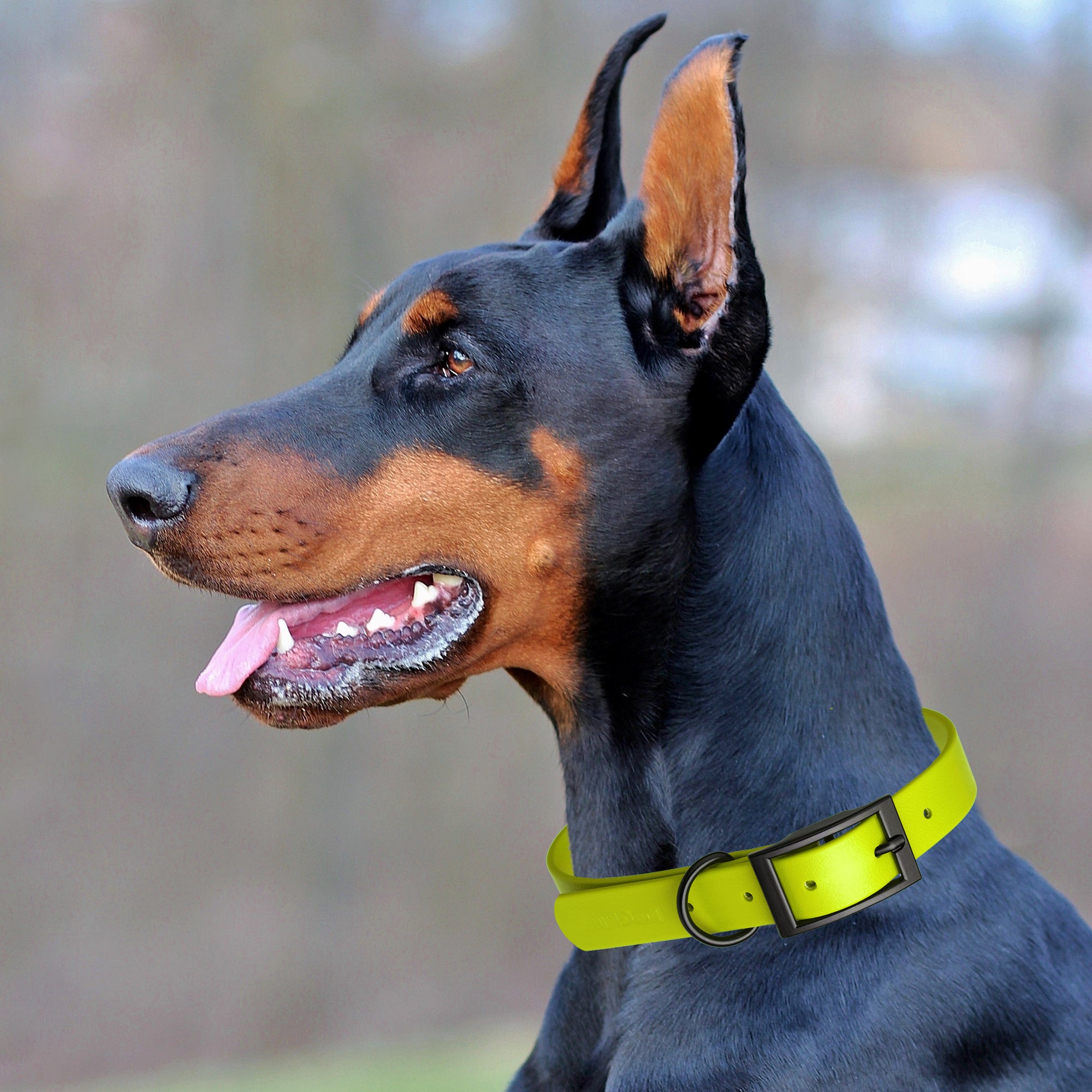 Dogline Biothane Waterproof Dog Collar with Black Hardware - Size L (18 to 22 inches)