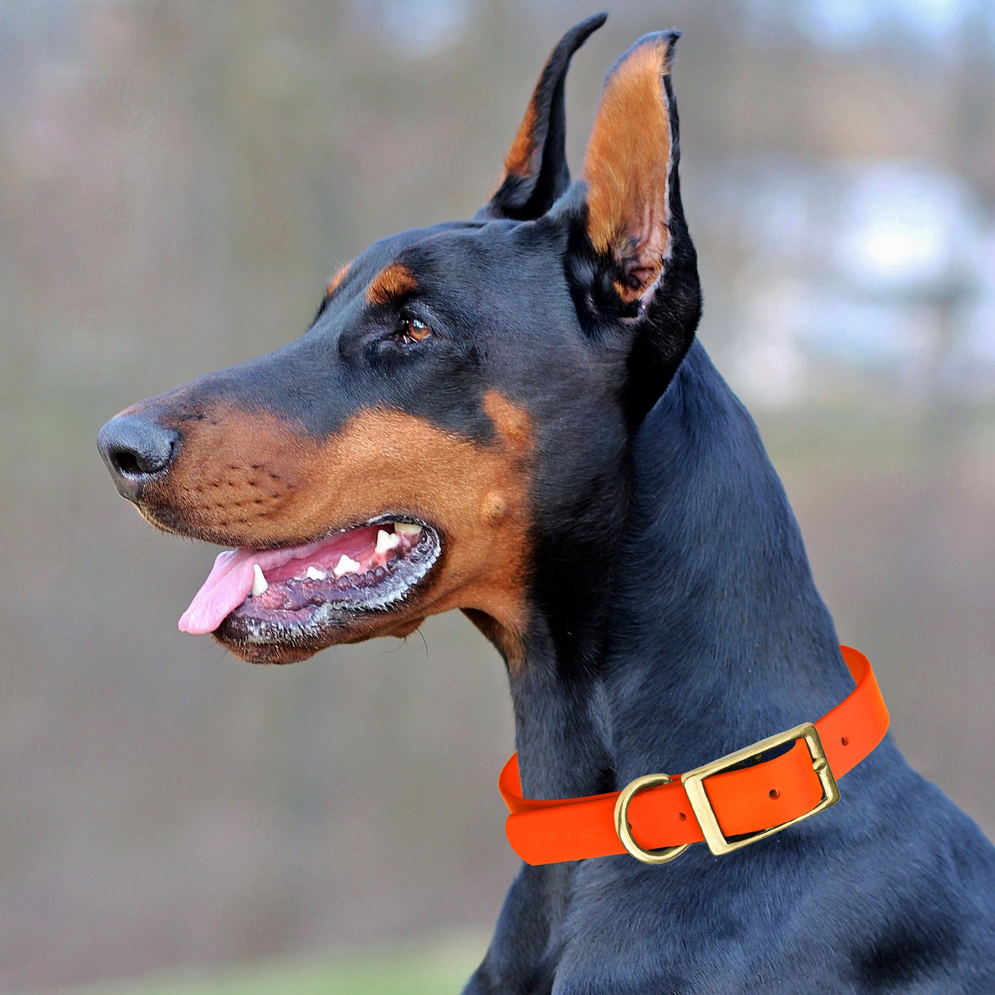 Viper Biothane Waterproof Dog Collar - Brass Hardware - 1.5in Wide, Size L (16 to 20 inches)