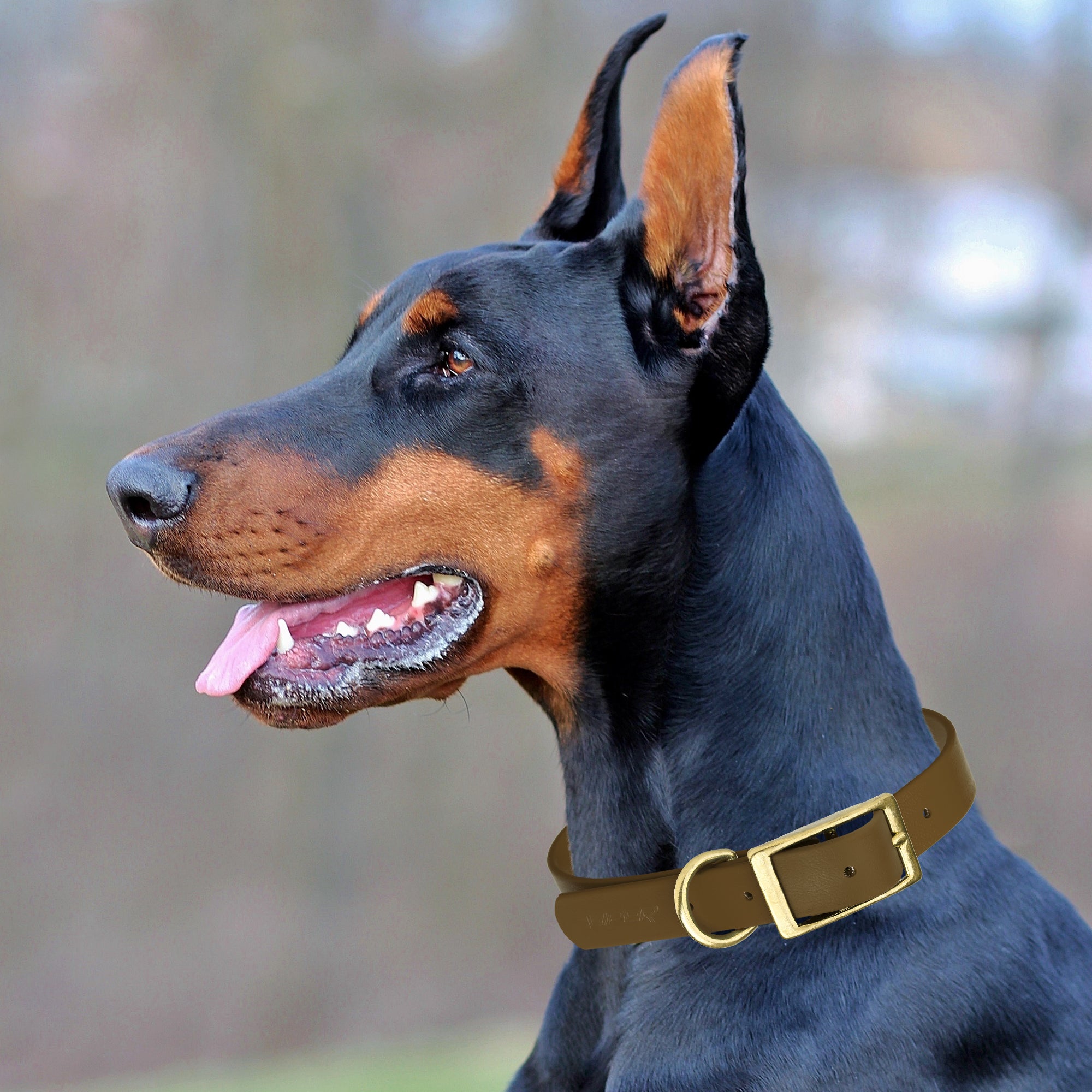 Viper Biothane Waterproof Dog Collar - Brass Hardware - 1.5in Wide, Size XL (20 to 24 inches)