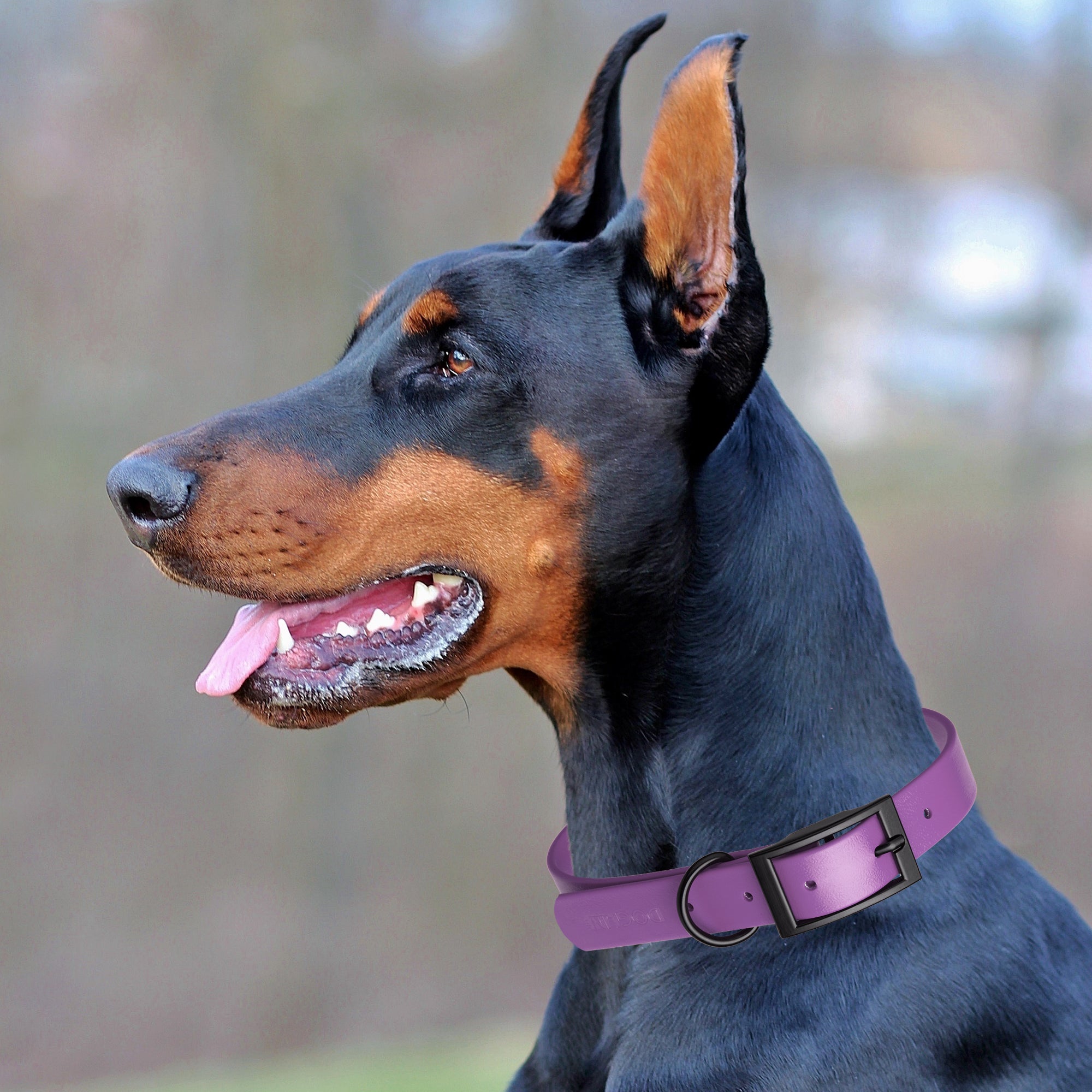 Dogline Biothane Waterproof Dog Collar with Black Hardware - 1.5" Wide, Size XL (20 to 24 inches)