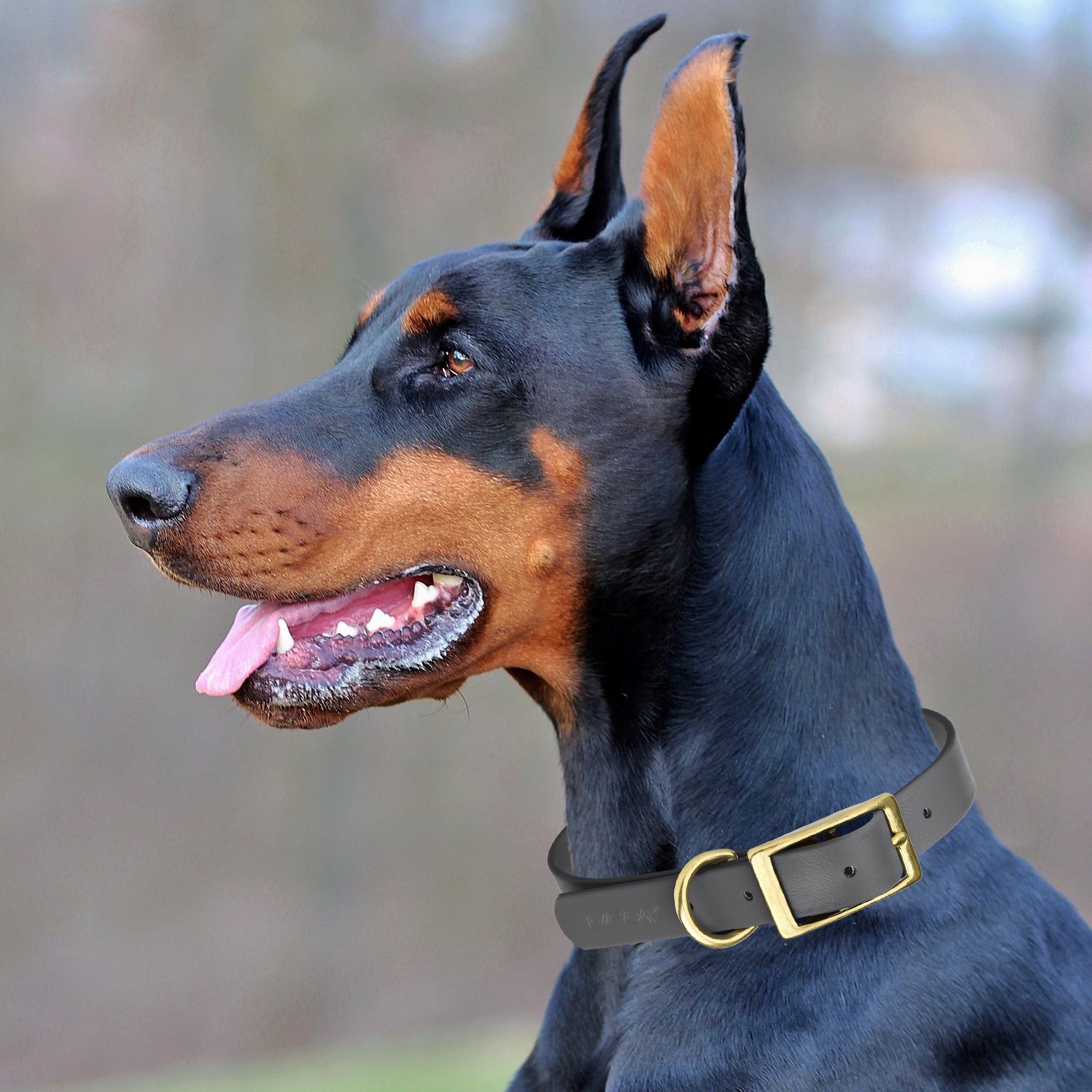 Viper Biothane Waterproof Dog Collar - Brass Hardware - Size M (15 to 18 inches)