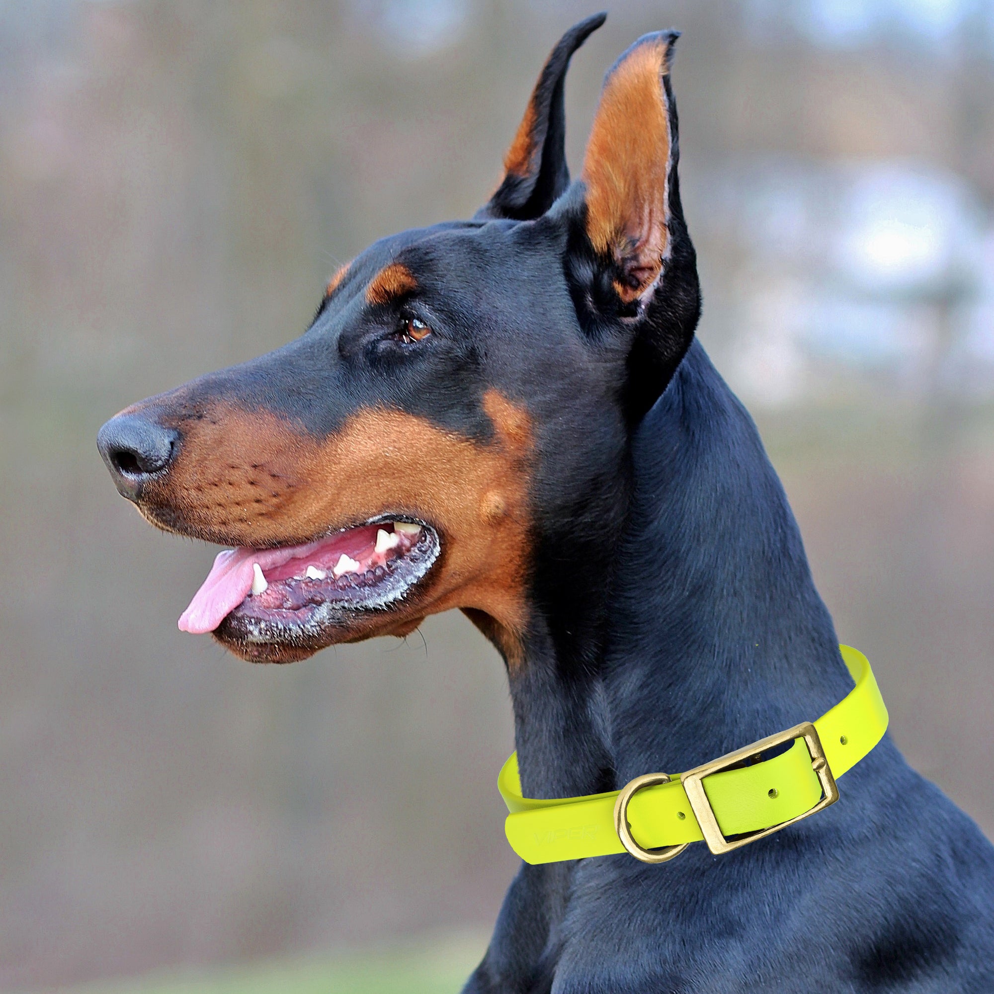 Viper Biothane Waterproof Dog Collar - Brass Hardware - 1.5in Wide, Size XXL (24 to 28 inches)