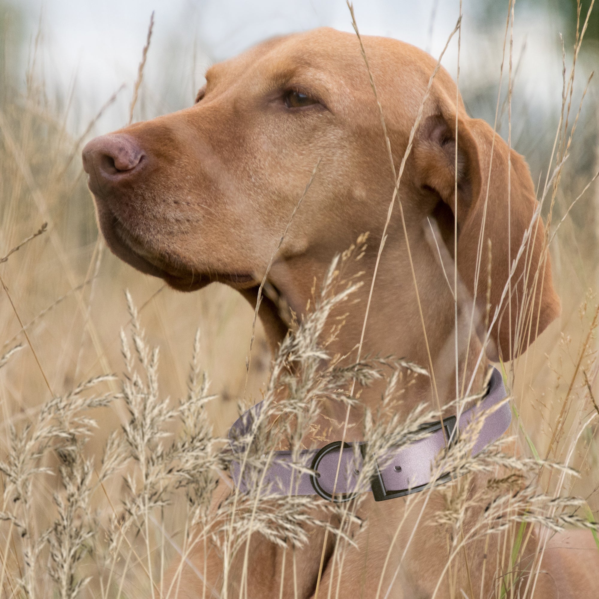 Dogline Biothane Waterproof Dog Collar with Black Hardware - 1.5" Wide, Size L (16 to 20 inches)
