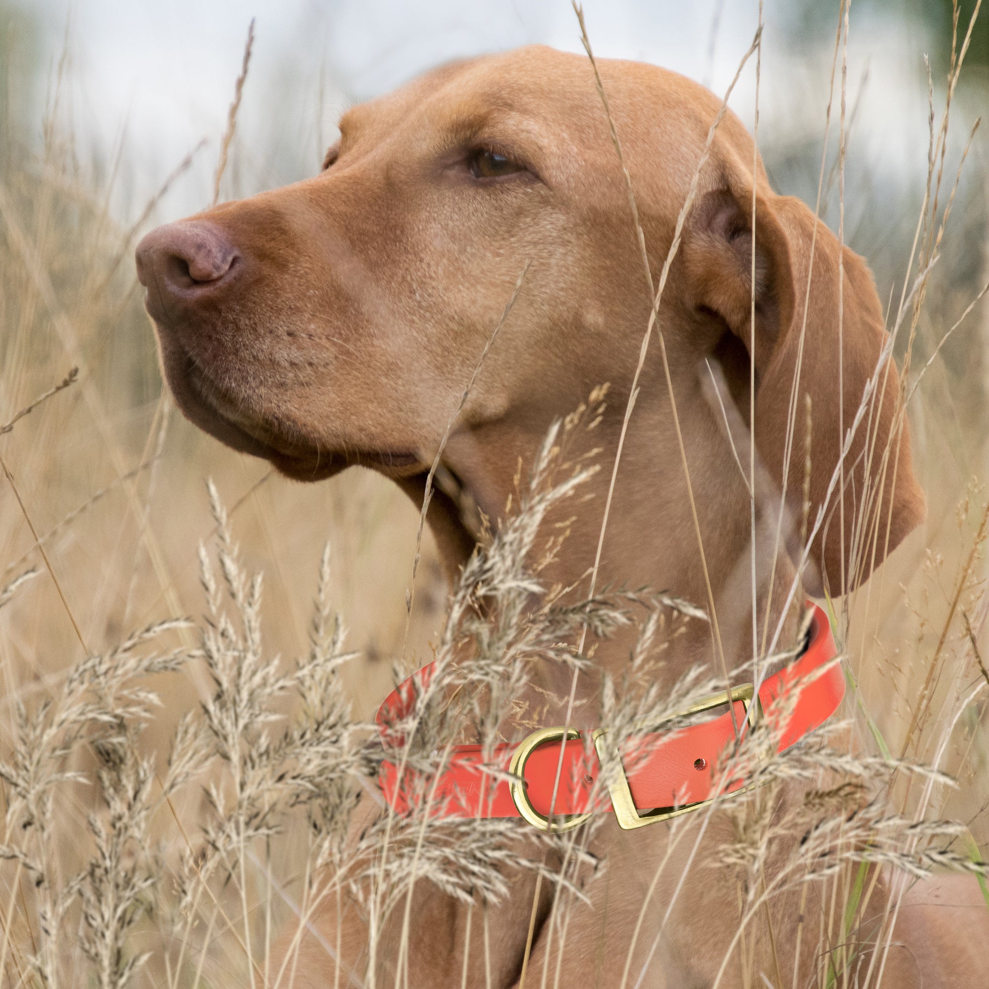 Viper Biothane Waterproof Dog Collar - Brass Hardware - Size S (12 to 15 inches)
