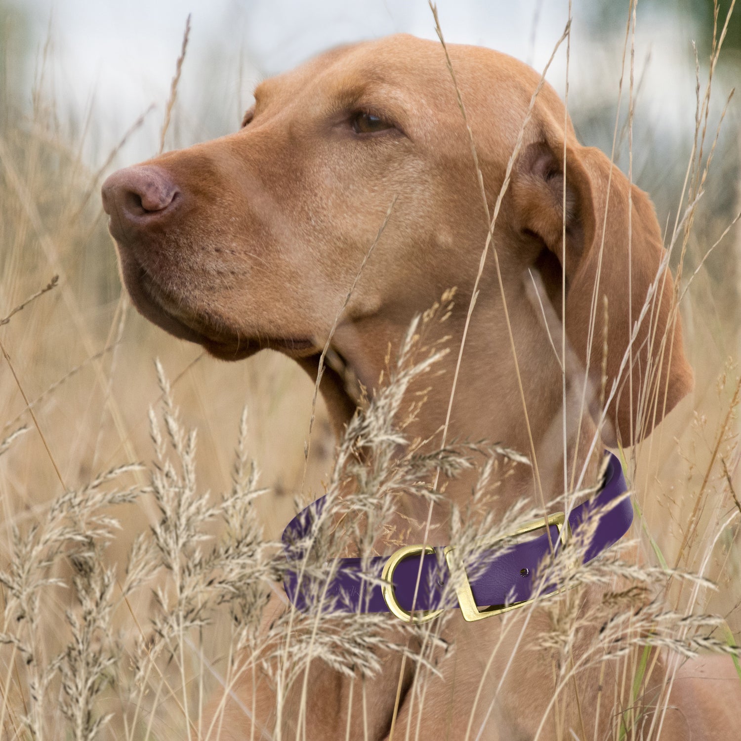 Viper Biothane Waterproof Dog Collar - Brass Hardware - 1.5in Wide, Size XL (20 to 24 inches)