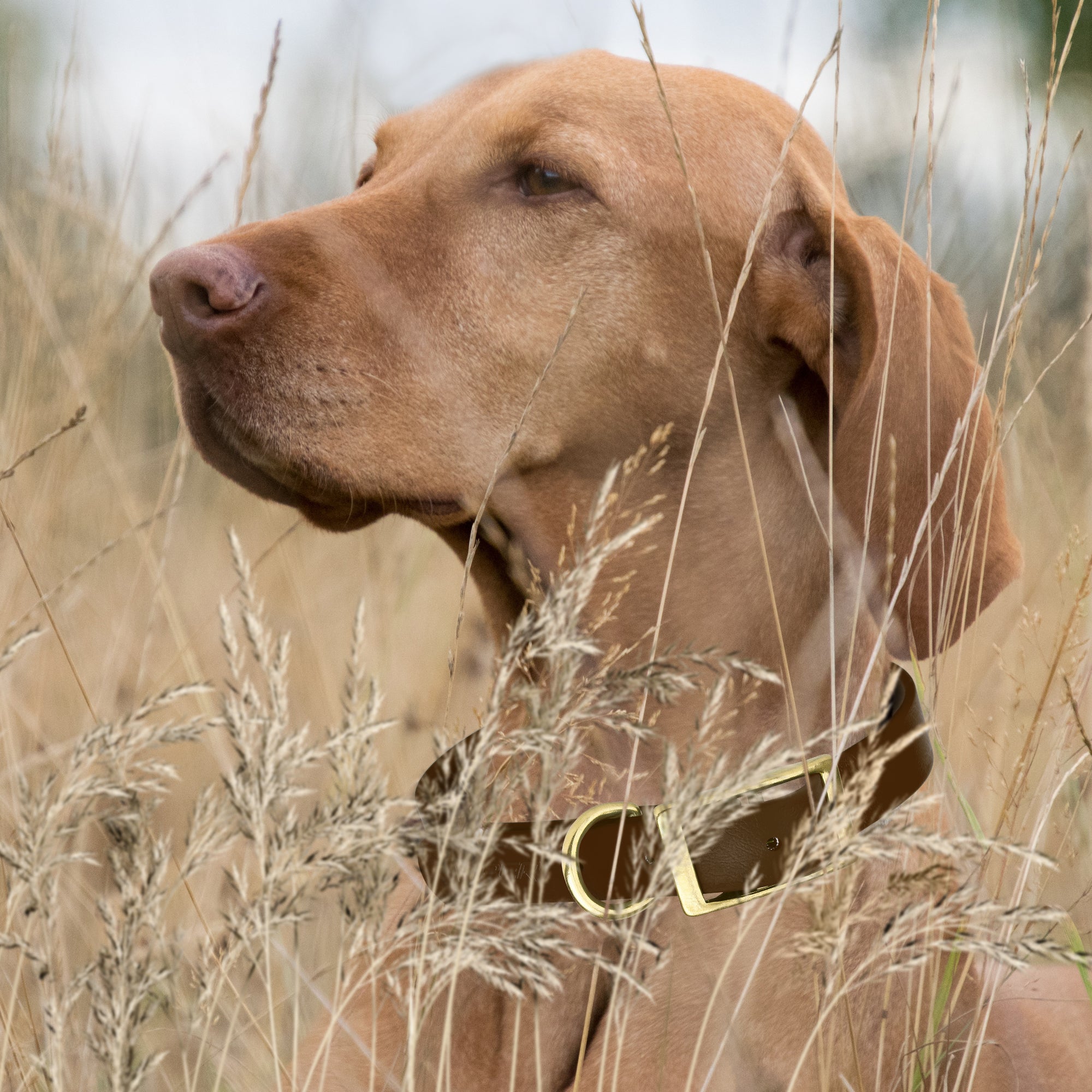 Viper Biothane Waterproof Dog Collar - Brass Hardware - 1.5in Wide, Size XXL (24 to 28 inches)