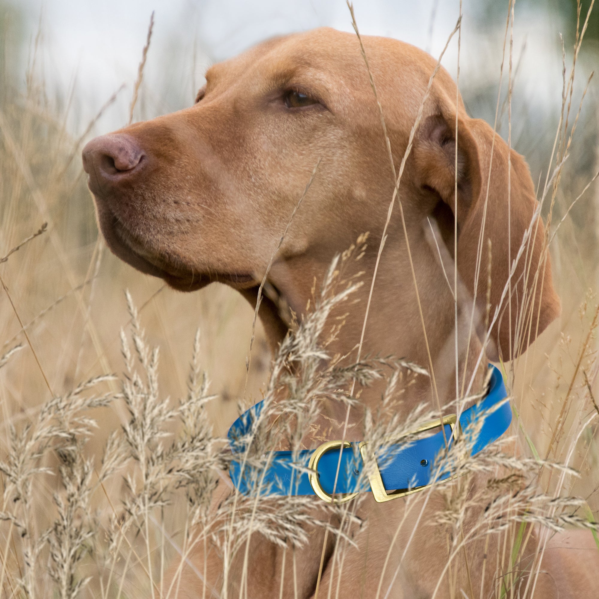 Viper Biothane Waterproof Dog Collar - Brass Hardware - Size L (18 to 22 inches)