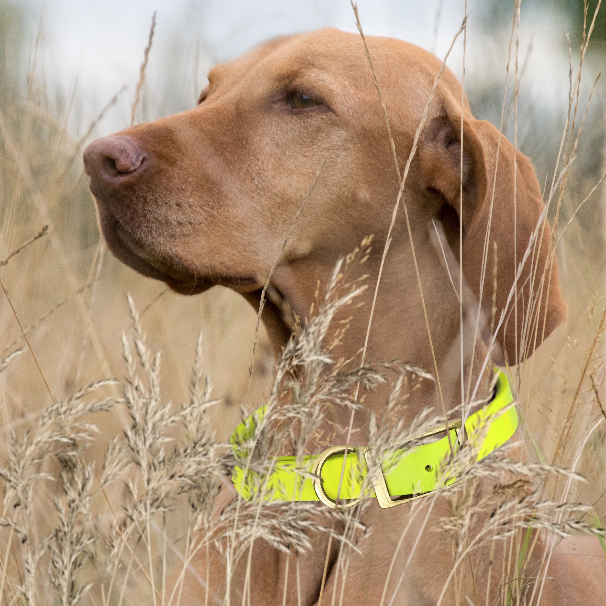 Viper Biothane Waterproof Dog Collar - Brass Hardware - Size M (15 to 18 inches)
