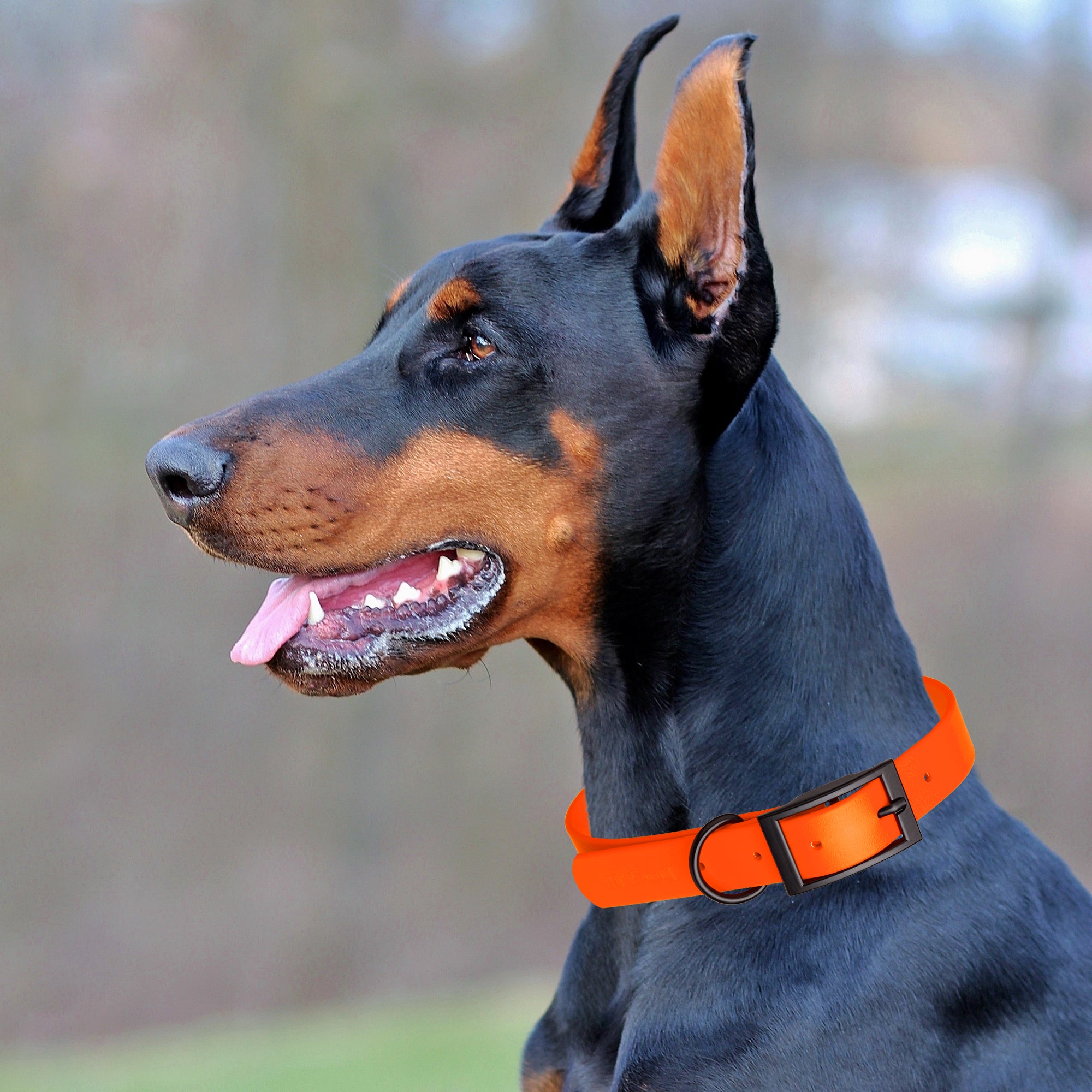 Dogline Biothane Waterproof Dog Collar with Black Hardware - 1.5" Wide, Size XXL (24 to 28 inches)