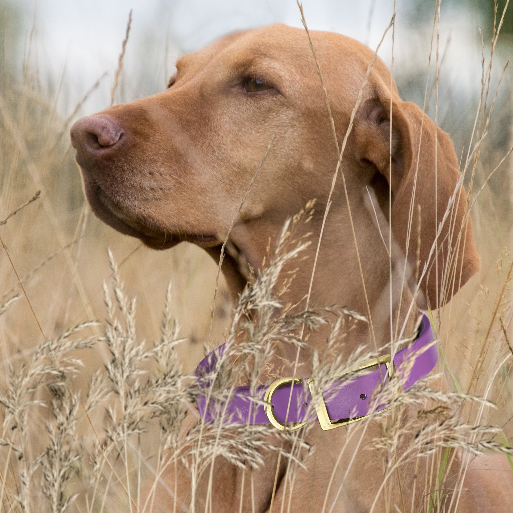 Viper Biothane Waterproof Dog Collar - Brass Hardware - Size XS (9 to 12 inches)