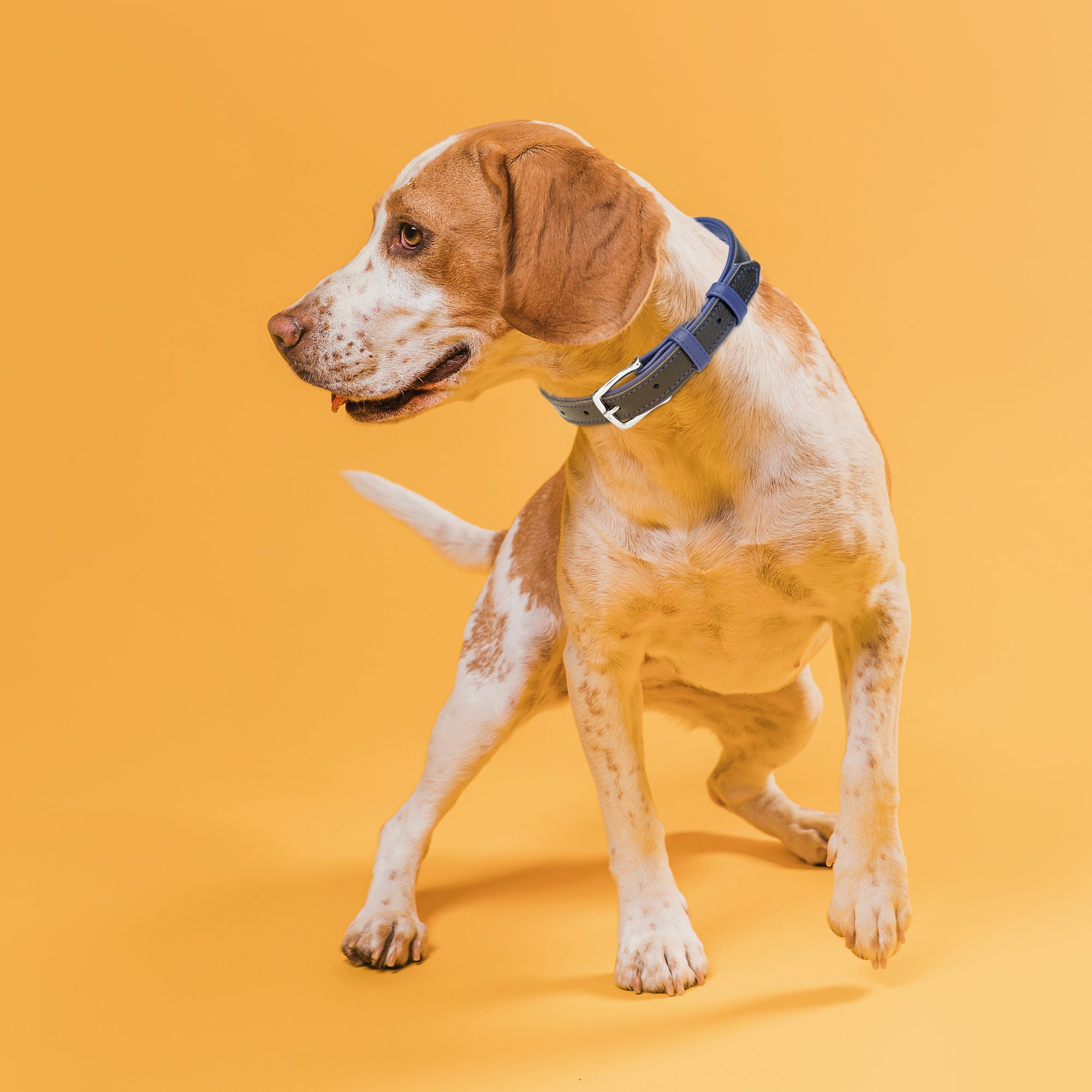 Dogline Soft Leather Dual-Color Flat Dog Collar