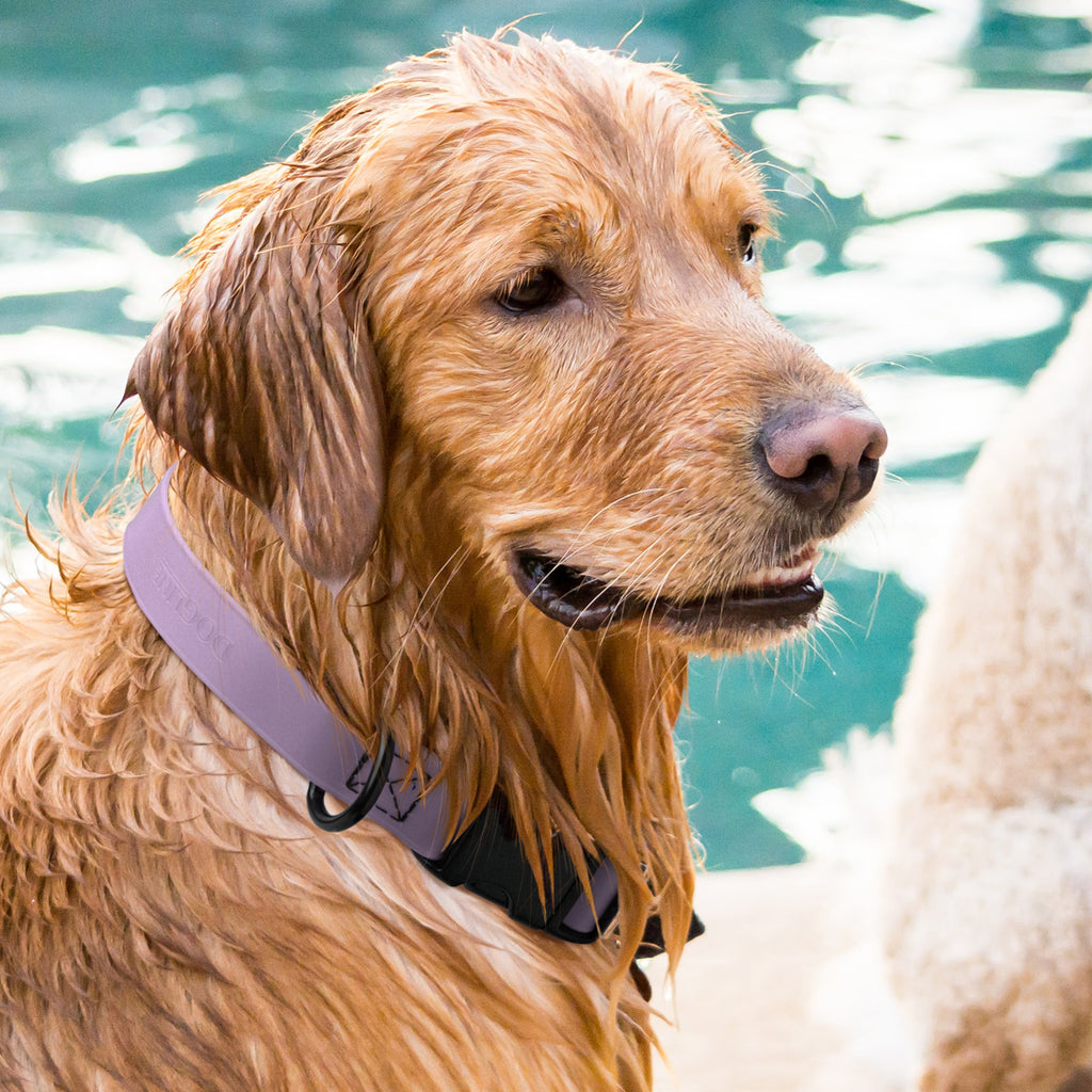 Dogline Biothane Waterproof Dog Collar with Quick Release Buckle