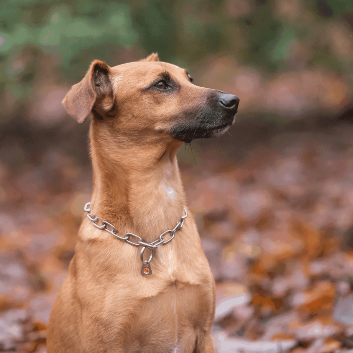 Herm Sprenger - Medium Link Fur Saver Collar - Stainless Steel