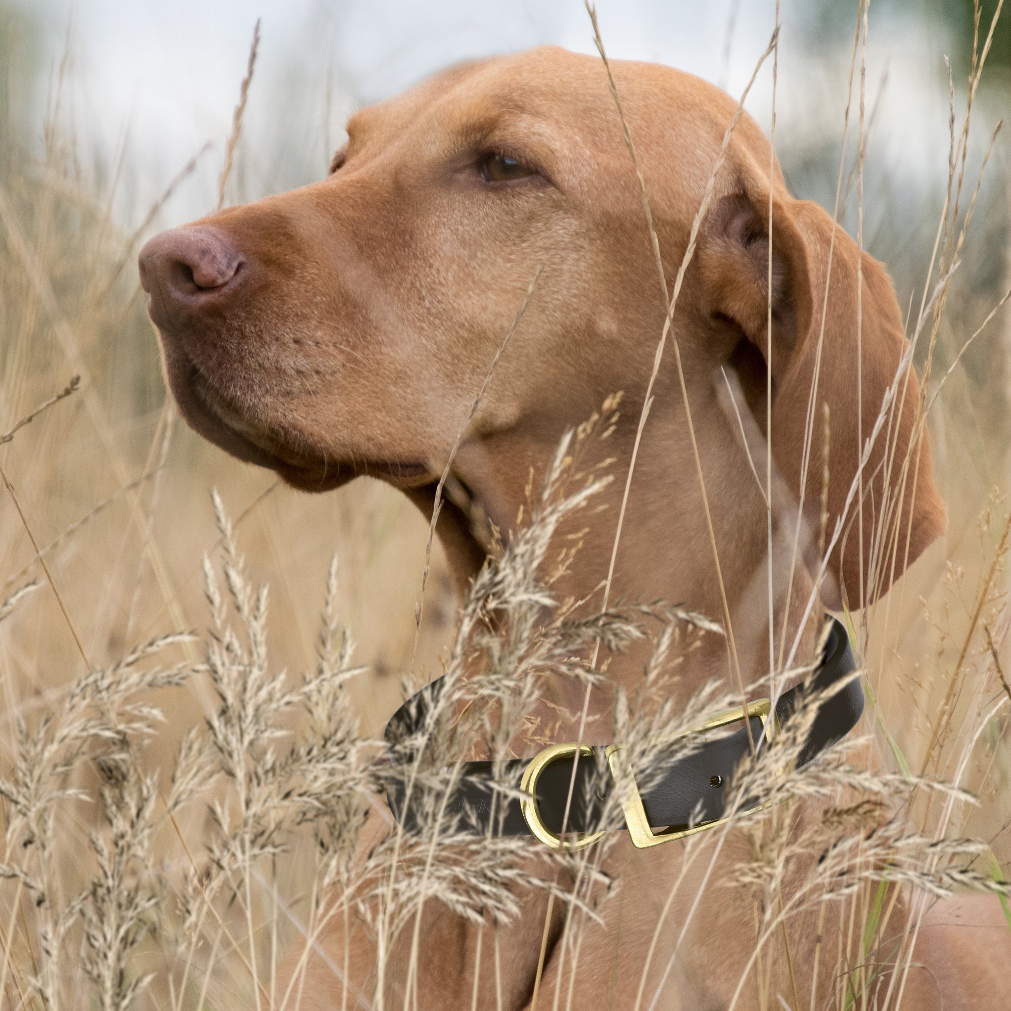 Viper Biothane Waterproof Collar - Brass Hardware - Size L, Wide (16 to 20 inches)