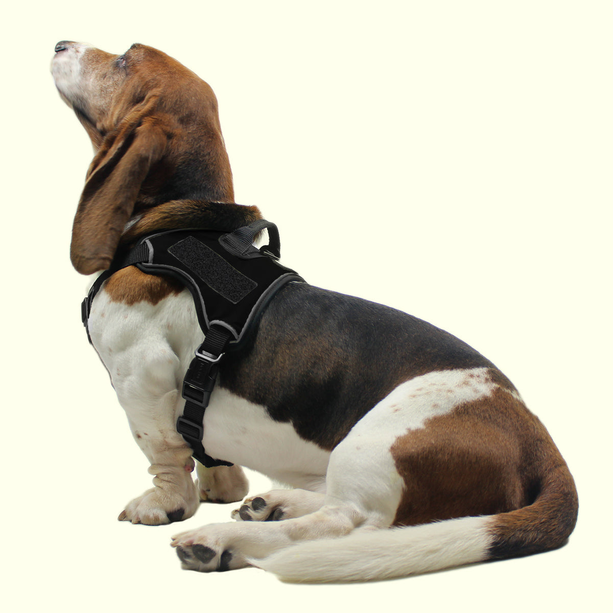 Dogline Quest Multi-Purpose Dog Harness