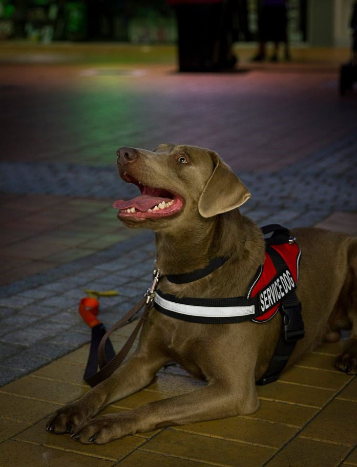 Dogline Alpha Multi-Purpose Harness
