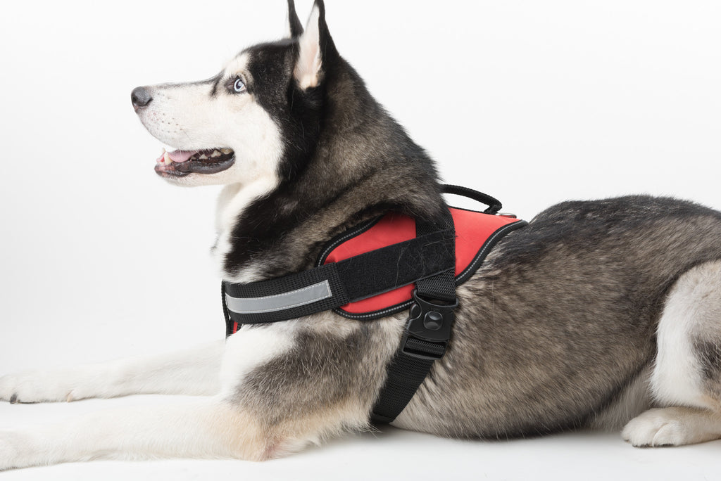 Dogline Alpha Multi-Purpose Harness