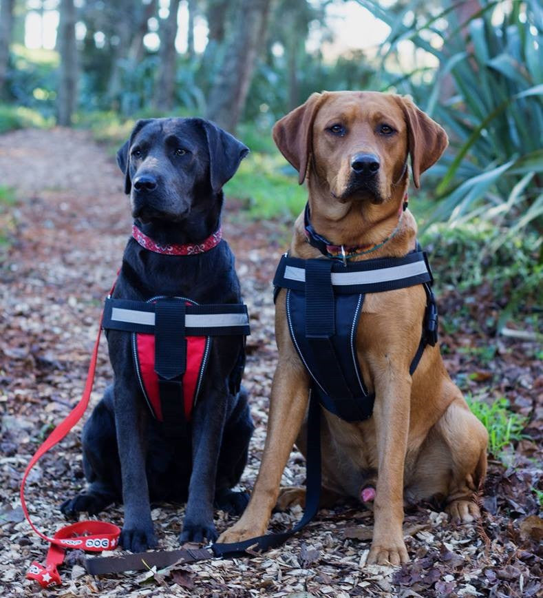 Dogline Alpha Multi-Purpose Harness